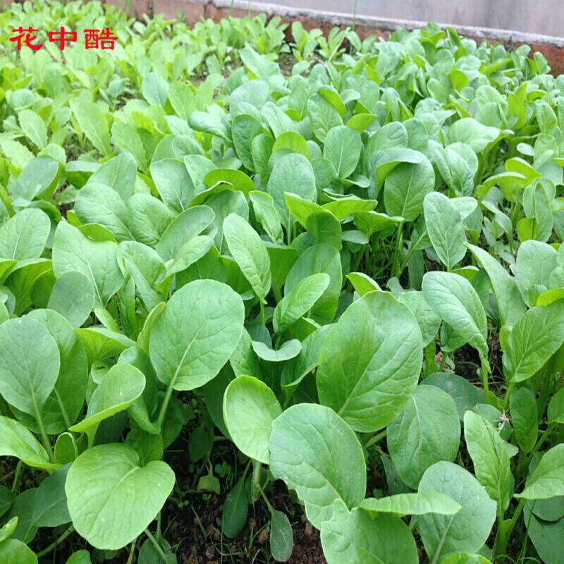 花中酷    黄叶小白菜 鸡毛菜 阳台种菜盆栽高出芽率四季青种子矮脚黄