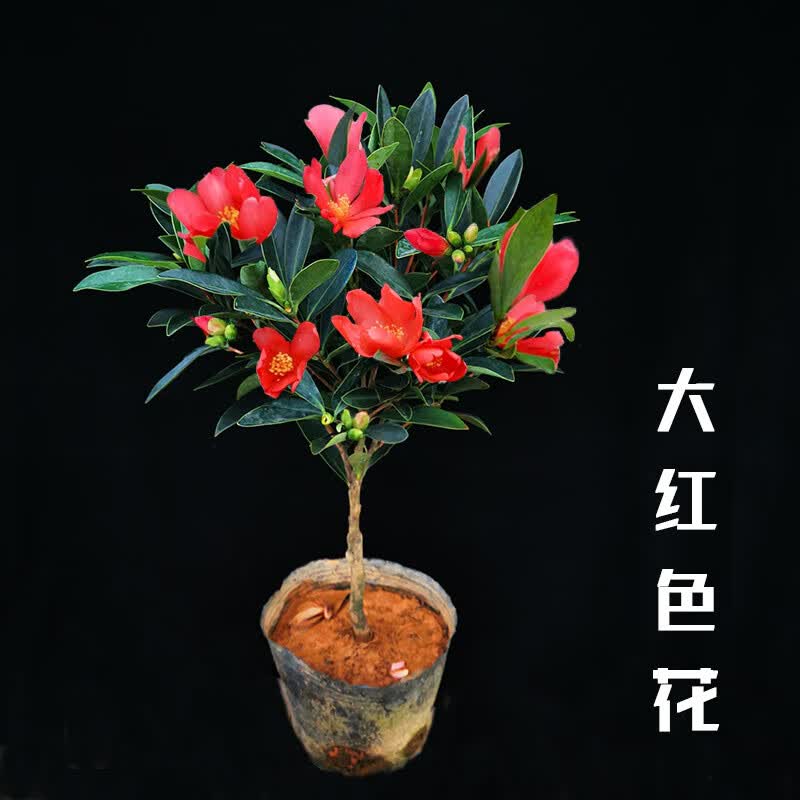 大红色四季杜鹃茶花室内盆栽花卉办公室阳台绿植红山茶苗易养 杜鹃