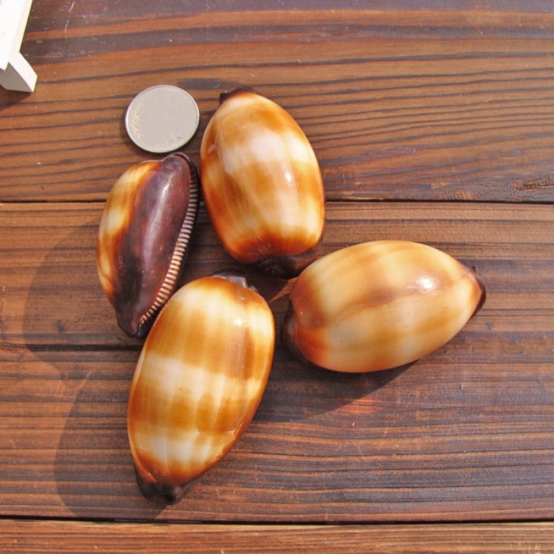 5-7cm酒桶宝螺水族鱼缸装饰收藏地台礼物diy 天然海螺贝壳摆件m