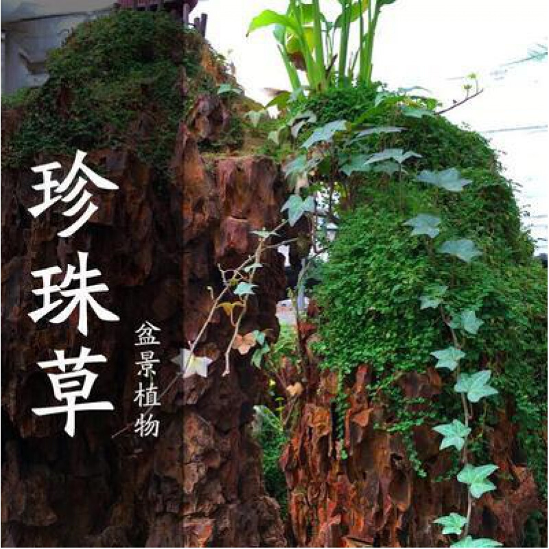 春枝韵四季爬藤假山草子 造盆景珍珠种 吸水石专用草鱼缸草 珍珠草50