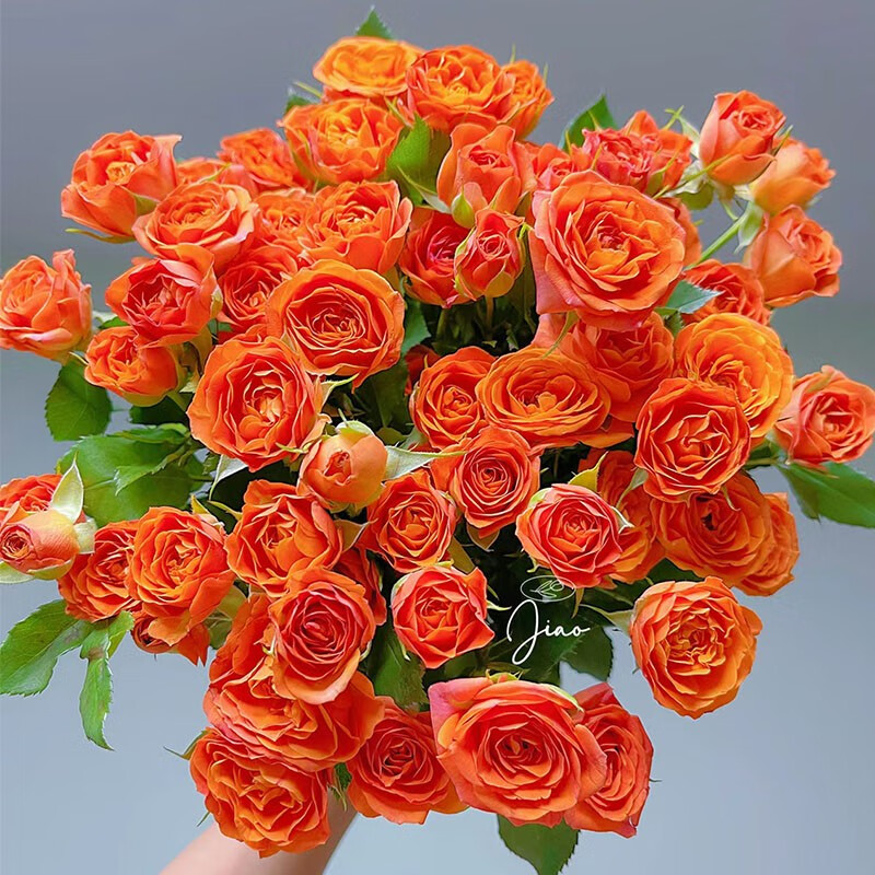 生活鲜花历史价格最低点|生活鲜花价格走势图