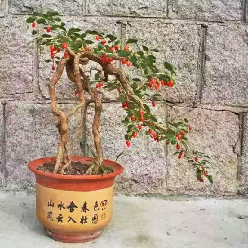 茸麦枸杞盆景植物盆栽花卉造景观假山老桩树桩四季室内阳台庭院绿植