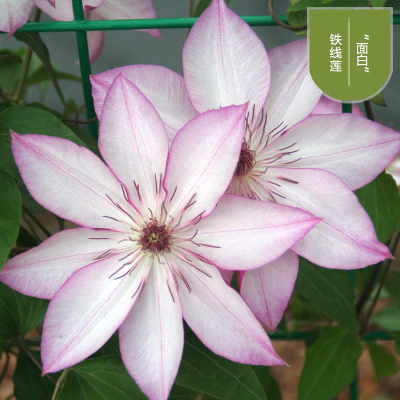 中梦  耐寒铁线莲种根花苗室内外庭院爬藤植物多年生盆栽 t12面白 不