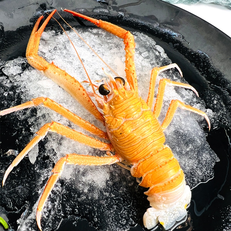 魃鲜 刺身甜虾新鲜深海鳌虾海螯虾熬虾首颈刺凯虾白金虾 500g