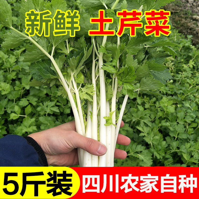 【现摘现发】四川白芹菜 白香芹 新鲜土芹菜 小香芹 当季水芹 炒菜