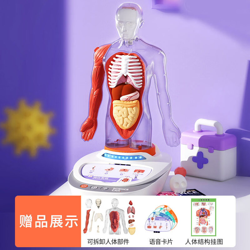 科学罐头人体骨骼模型骨架全身内脏器官结构肌肉解剖儿 人体结构模型