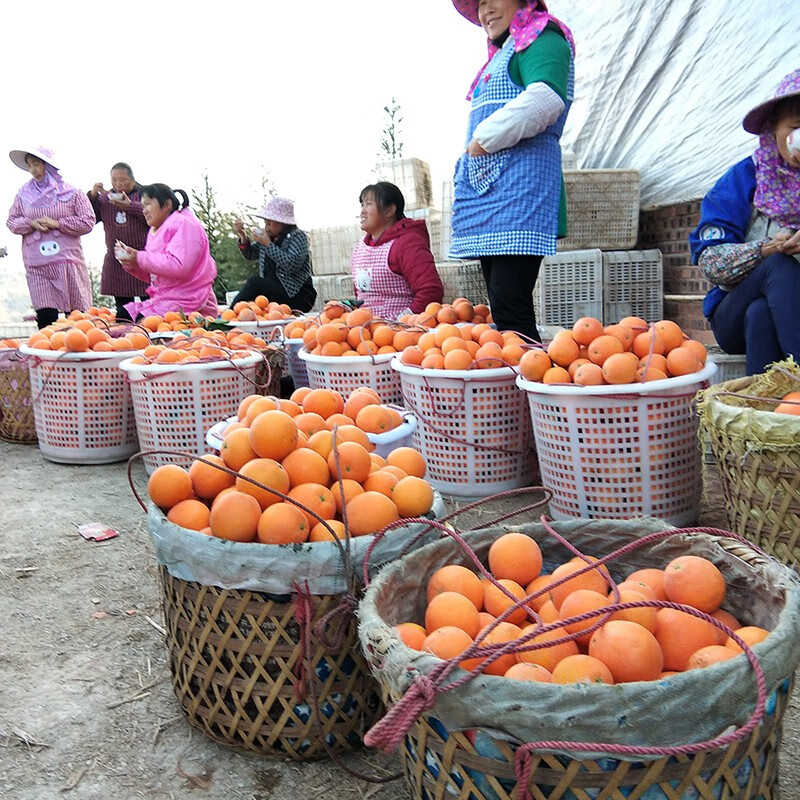 赣南脐橙当季水果新鲜采摘江西橙子皮薄多汁应季水果节日 【60%人选】净重9斤80mm+