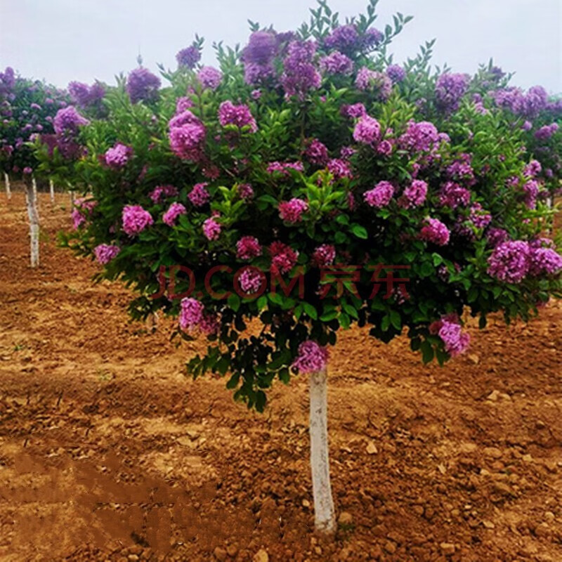 凝慧丁香花树苗庭院阳台地栽盆栽紫丁香花苗耐寒浓香别墅花园绿化苗