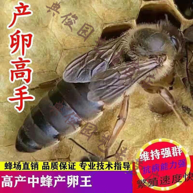 蜂王中蜂王高产蜂王产卵王双色中蜂良种蜂王阿坝杂交开产王34 随机王