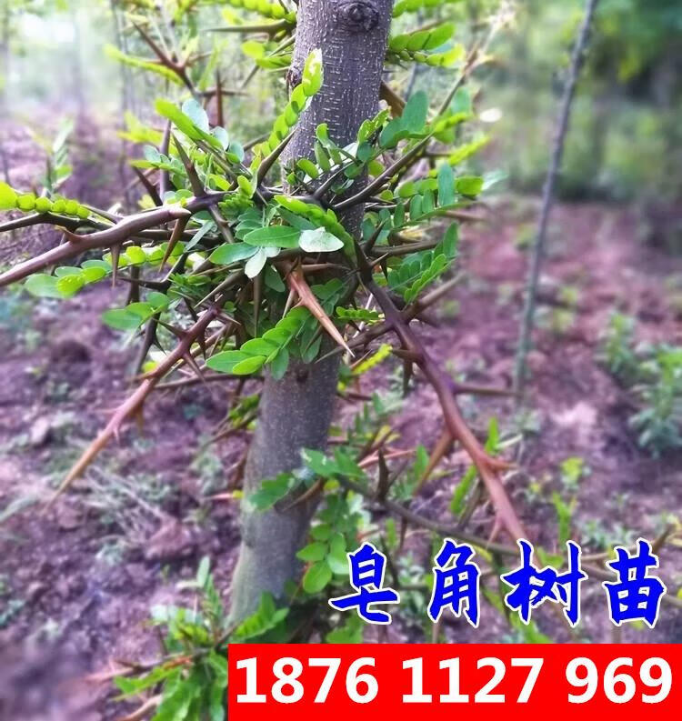苗皂荚树苗南北方皂荚树绿化庭院造刺树篱笆皂角树苗 40-70厘米高10棵