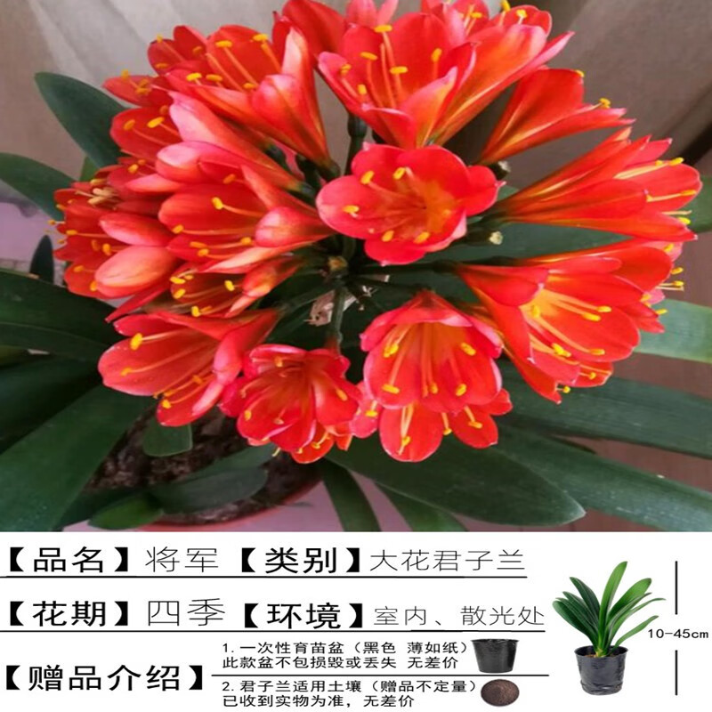 含盆含土】君子兰盆栽阳台室内客厅精品绿植花卉植物当年开花 大将军
