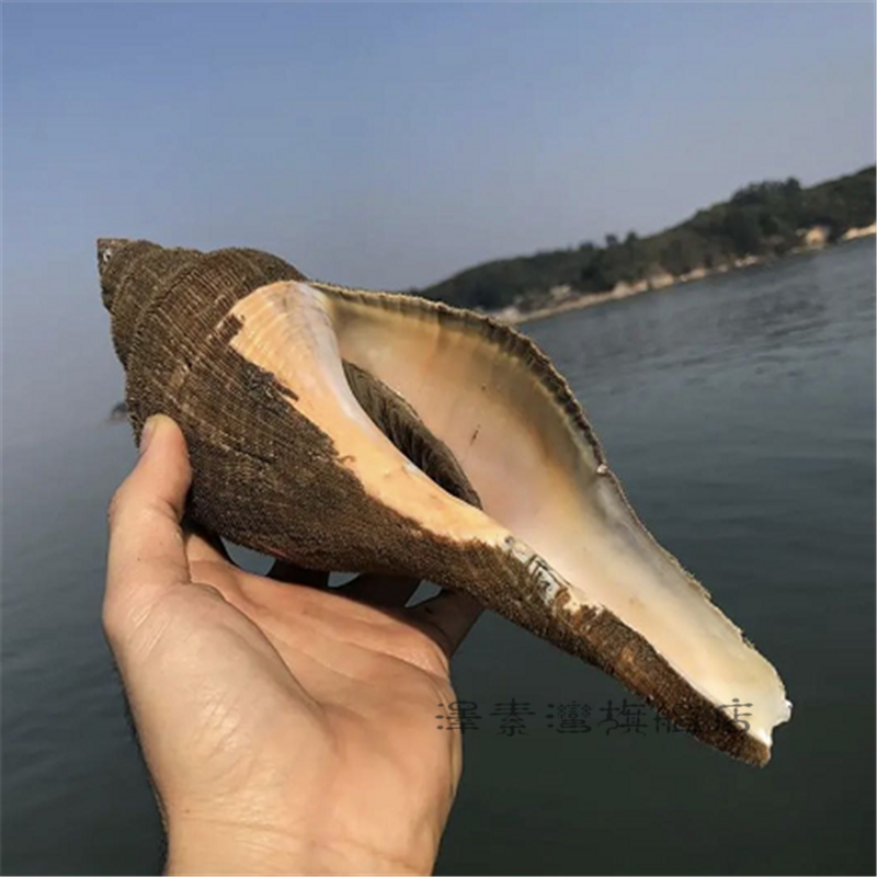 六鲜钓海薄壳响螺 鲜活大红螺海螺片东风螺 长尾大响锣海鲜水产