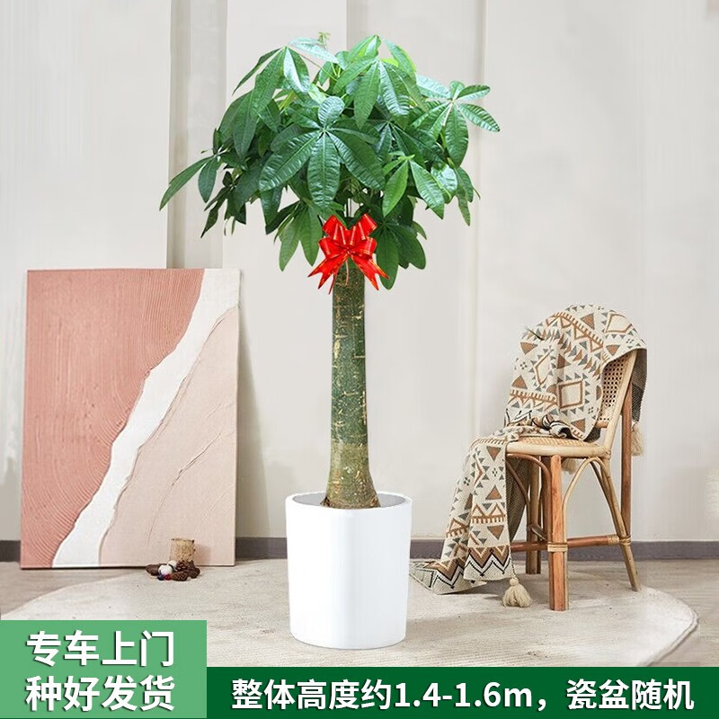 历史大型绿植价格走势图|大型绿植价格走势图