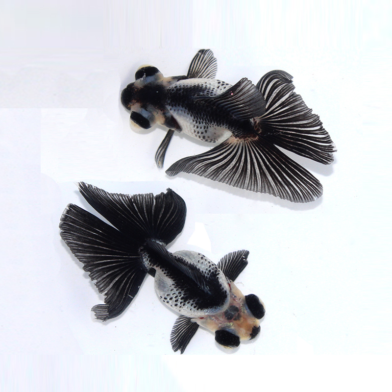 【新品】　奥村拓也　金魚　掛軸 新品】 奥村拓也 金魚 掛軸