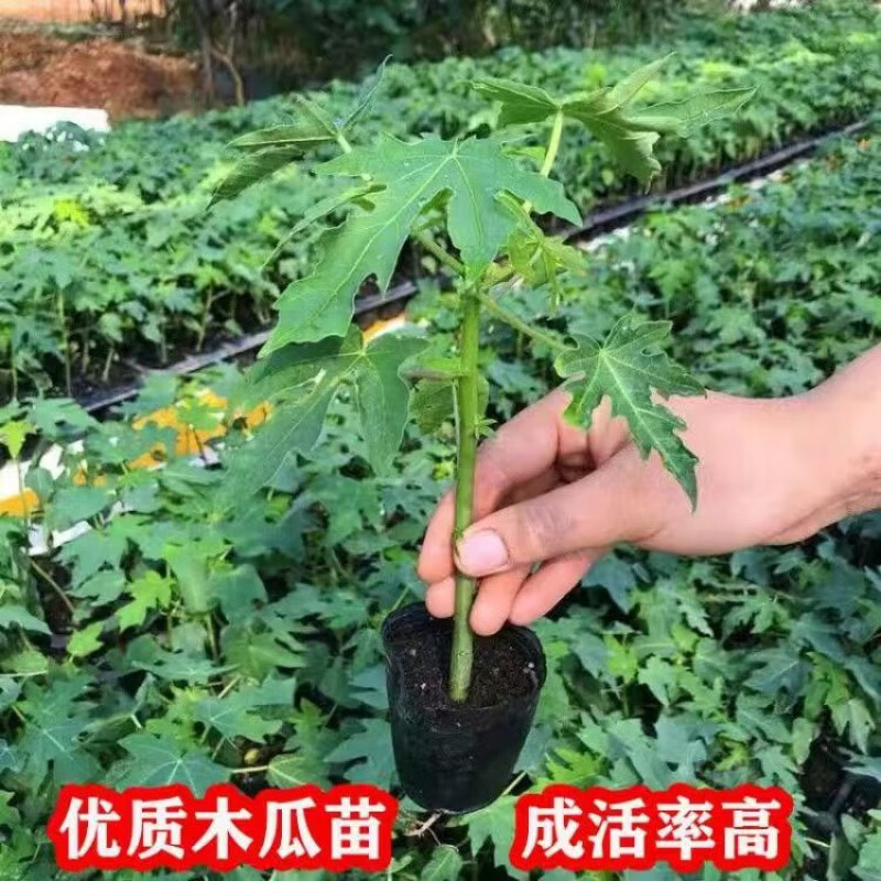 广西木瓜苗矮化特大冰糖红心木瓜树苗四季结果大青红心水果木瓜苗