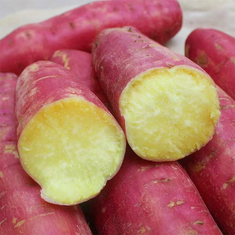 板栗红薯陕西特产农家沙地自种新鲜现挖红薯5斤软糯香甜地瓜黄心番薯 5斤家庭装