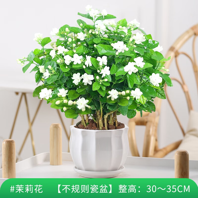 素蜜虎头茉莉花盆栽带花苞浓香花卉植物室内花苗开花老桩绿植好养