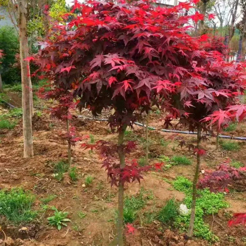 牧粮健五角枫 元宝枫 三角枫 三角枫树苗 风景树 绿化树 乌桕树苗 五