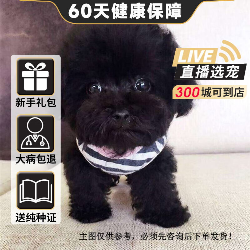 泰迪狗幼犬活体活犬贵宾犬纯种宠物狗泰迪犬灰红白黑 宠物级 黑色泰迪