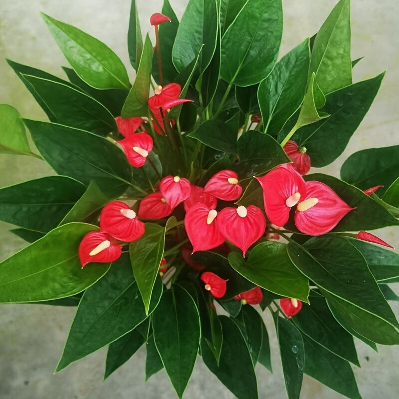 洁妍满天星红掌花卉盆栽白掌室内阳台客厅春宵花卉绿植四季带花发货