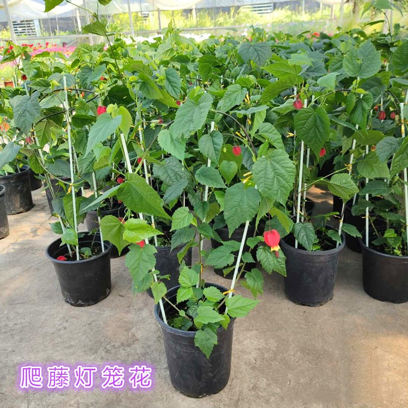 藤本灯笼花风铃花盆栽 蔓性风铃花苗 红心吐金花 四
