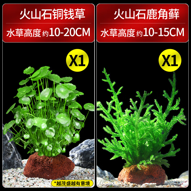 疯狂水草火山石水草造景 直接入缸净化水质 铜钱草+鹿角藓 源头直发包邮