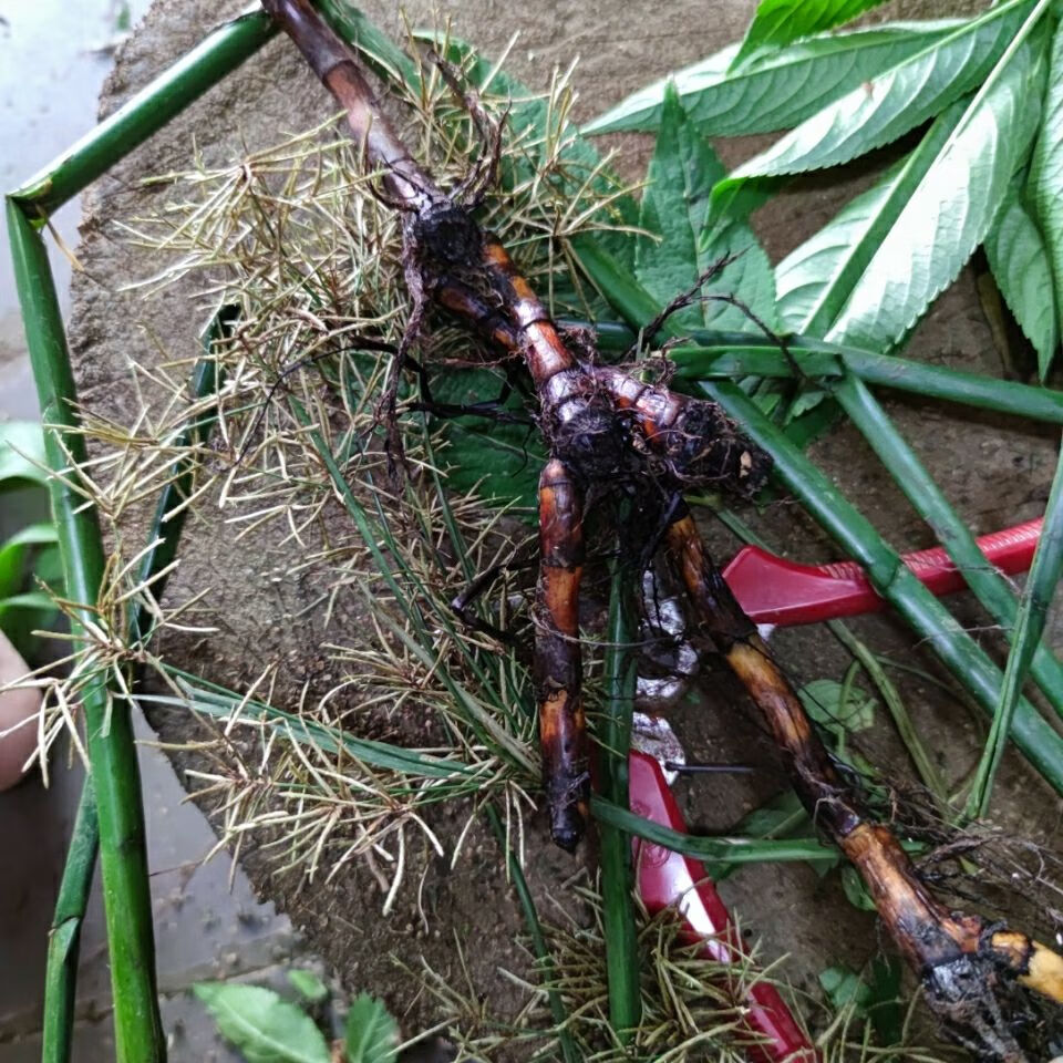 伟博现采 关草头 三角席草 鼻衄留血 500克【嘉万滋品】 万滋补品】