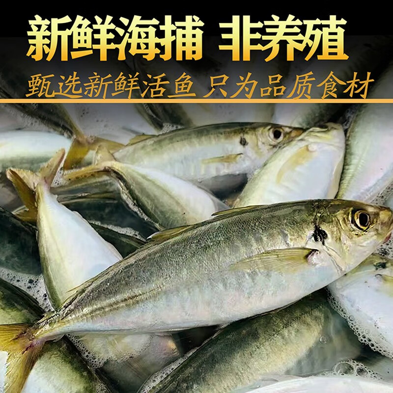 桂之海 桂(GUIZHIHAI)北海巴浪鱼鲜活冷冻海杂鱼新鲜海捕去鳞去鳃去内脏池鱼深海鱼海鲜 5包大号【4-5条/包】净重4斤