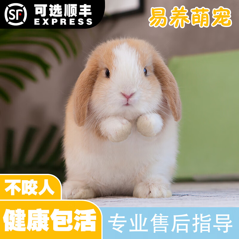 clcey兔子活物网红茶杯兔子宠物适合小孩养长不大默认随机发颜色 随机