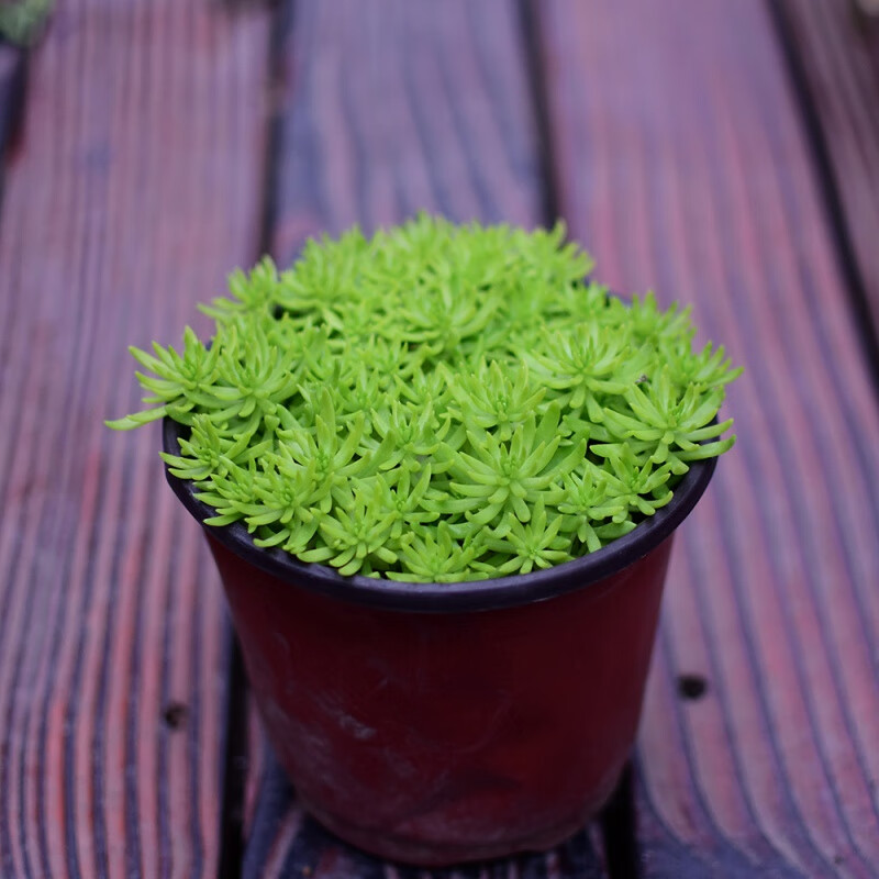耘沫胭金叶佛甲草盆栽苗多肉植物花园庭院地被观叶花境植物耐旱中华