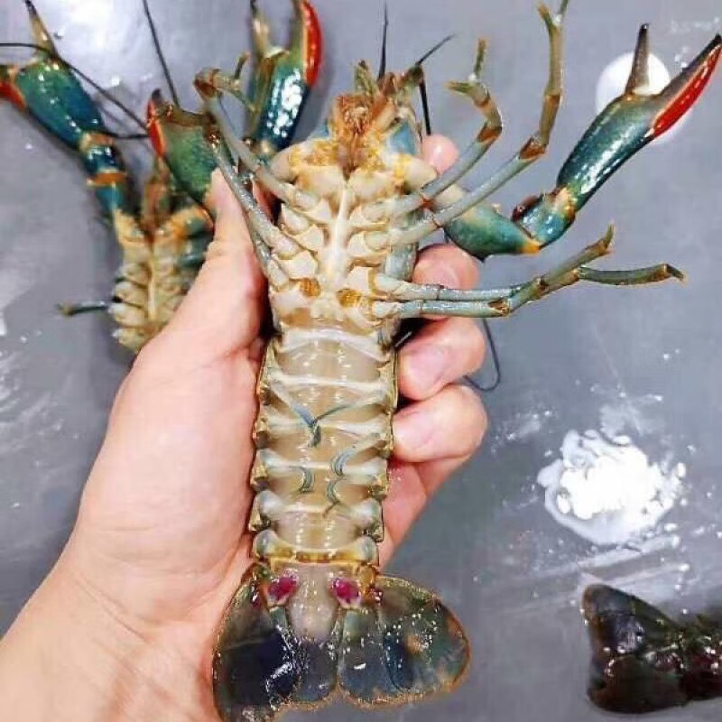 爱潮鸟澳洲淡水龙红鳌虾鳌虾种虾苗鱼塘杂食鱼缸宠物养殖活体宠物
