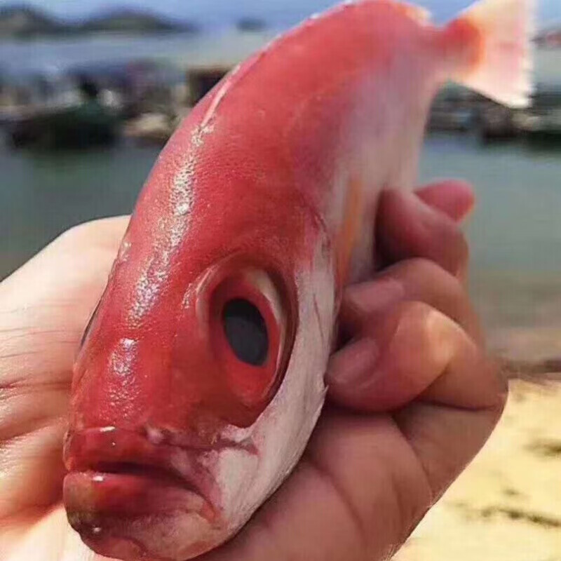 伯贤 伯贤  湛江海鲜特产深海大眼鸡鱼 新鲜红目鲢鱼红目鱼深海鱼海鲜