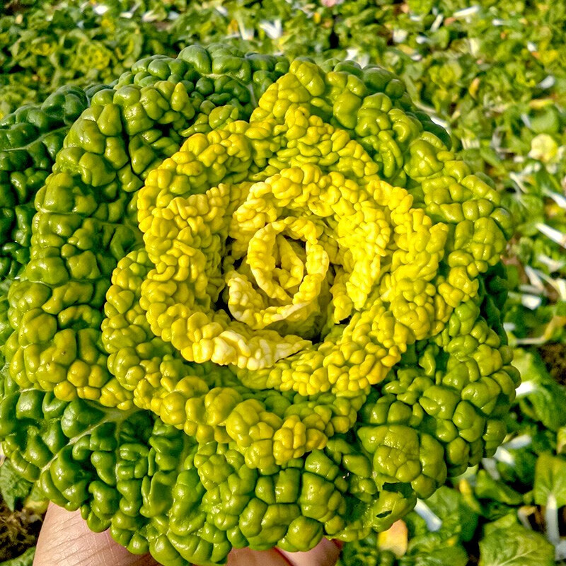寿禾黄心菜种子耐寒乌塌菜黄心乌塔菜家庭种植冬天秋季播种蔬菜种籽