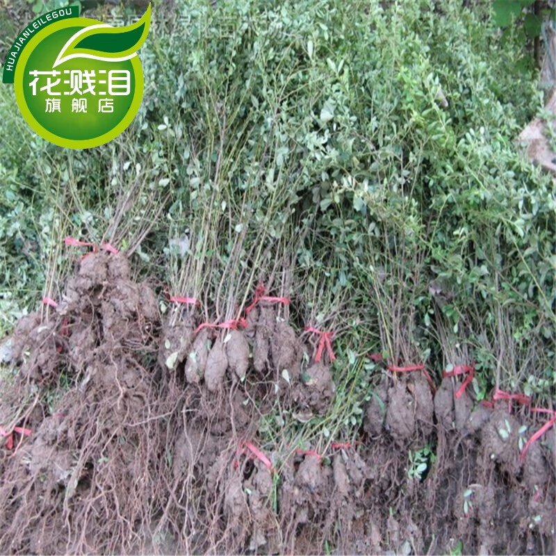 火棘树苗小苗 观果盆景植物 庭院盆栽火棘盆景火棘绿化苗树苗 20-30