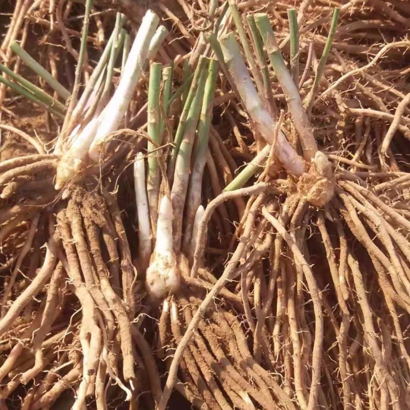 大根芦笋根苗当年可采收可盆栽菜地种植当季蔬菜苗 5颗3年大根芦笋苗