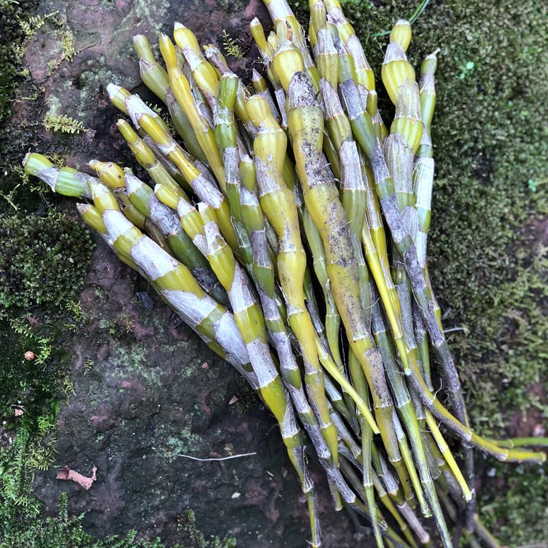 贵州赤水四年仙草金钗石斛鲜条枫斗新鲜金钗铁皮自产自销 500g