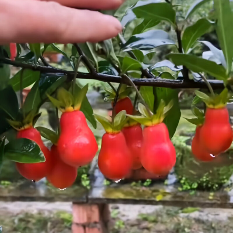 金弹子老鸦柿盆景嫁接品种母桩 血钻葫芦果小桩一棵 不含盆