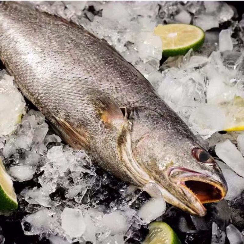 源外园 新鲜海捕鳘鱼 民鱼 米鱼 敏鱼 鮸鱼 鳘鱼胶 3斤中号鳘鱼5-7条