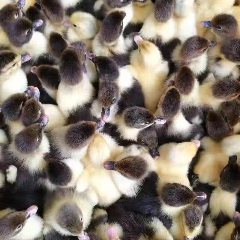 正宗大种番鸭苗特大种正白番鸭活苗黑番鸭苗鸭子活苗飞鸭火鸭旱鸭