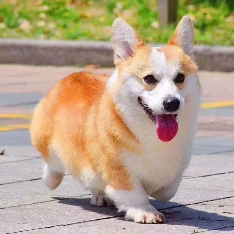 混血级 幼年犬 柯基犬混血   公