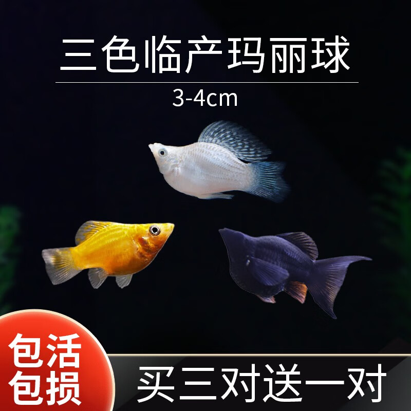玛丽鱼观赏鱼小型淡水好养活热带鱼鱼秧米奇胎生鱼孔雀鱼 【有临产