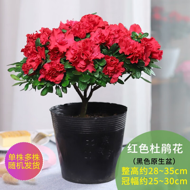 室内带苞大颗老桩四季开花鲜花好养易活绿植 大号红色杜鹃花(简易袋