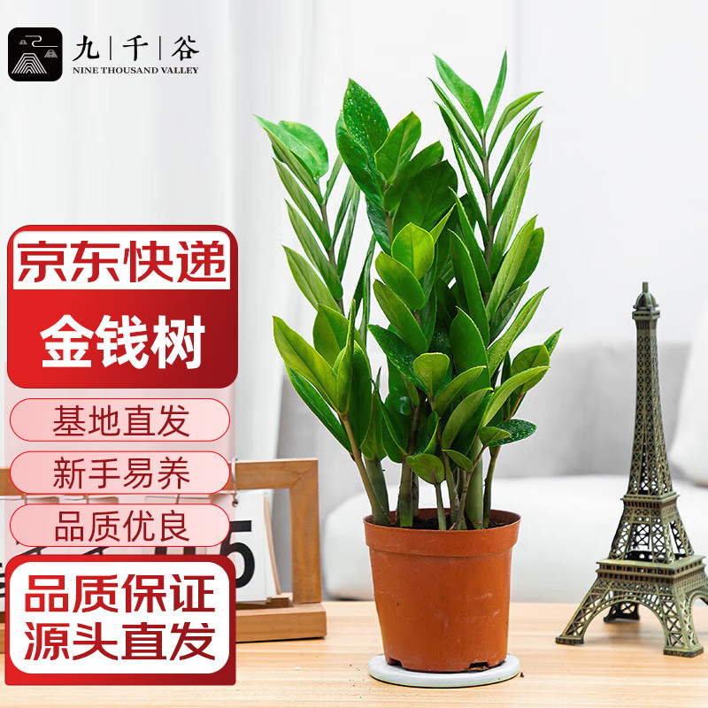 ��ǧ�Ƚ�Ǯ���������ڿ����в�����ֲ��������30-40���׸�Դͷֱ��