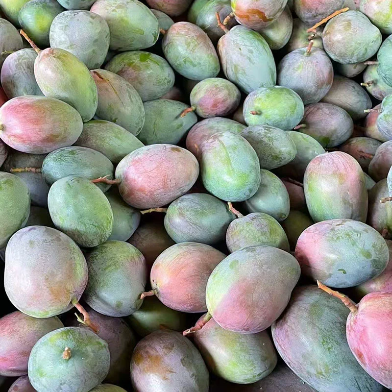 果迎鲜 芒果 净果4.5斤 广西金煌芒 青芒果 新鲜水果