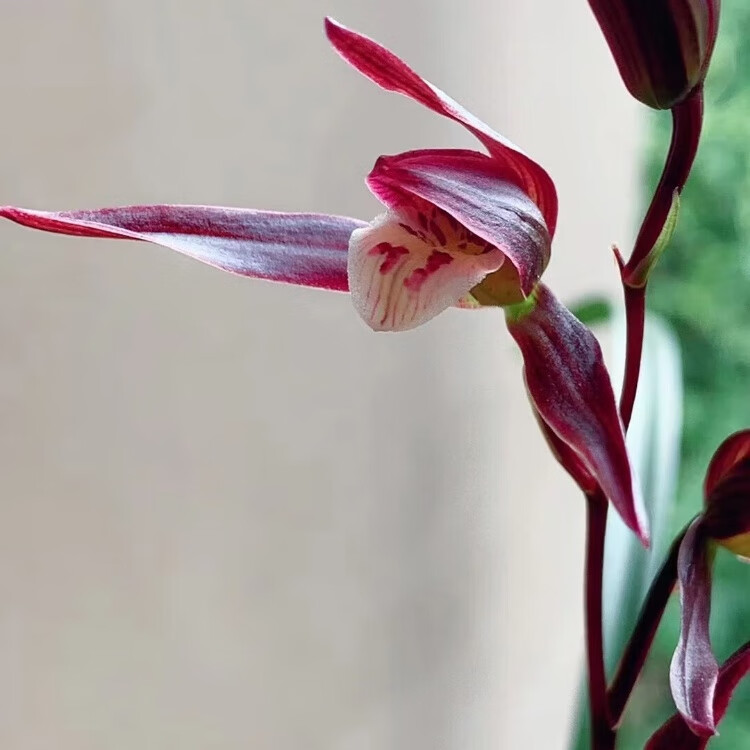 细叶寒兰兰花 雪中红 紫燕 国红 端妍 室内阳台客厅高档兰花绿植 端和