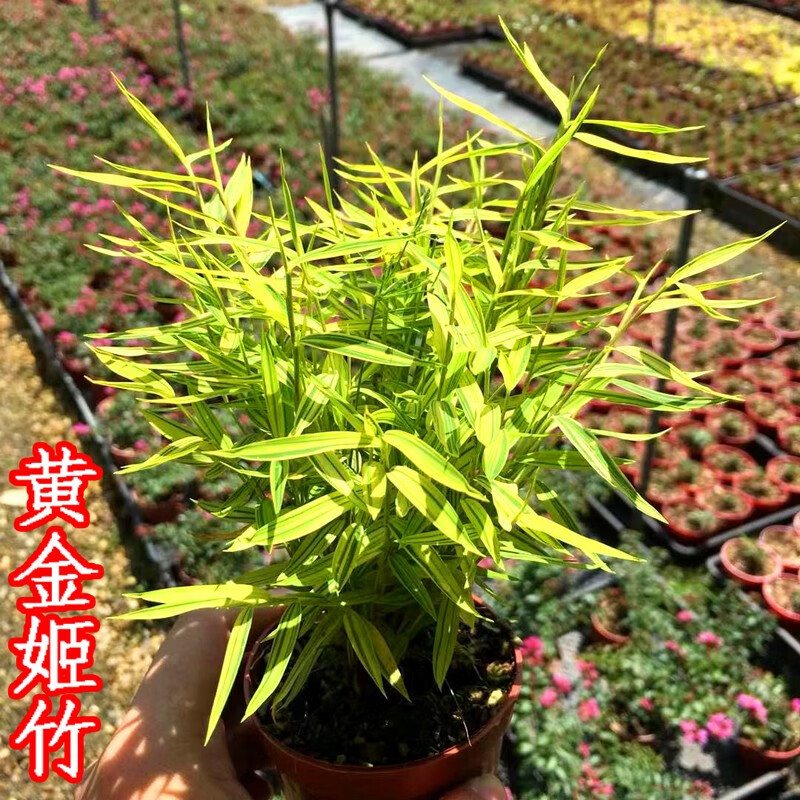 再次降价金丝佛肚竹盆栽内门竹红寒竹苗紫寒竹红观音竹子 1盆黄金姬竹