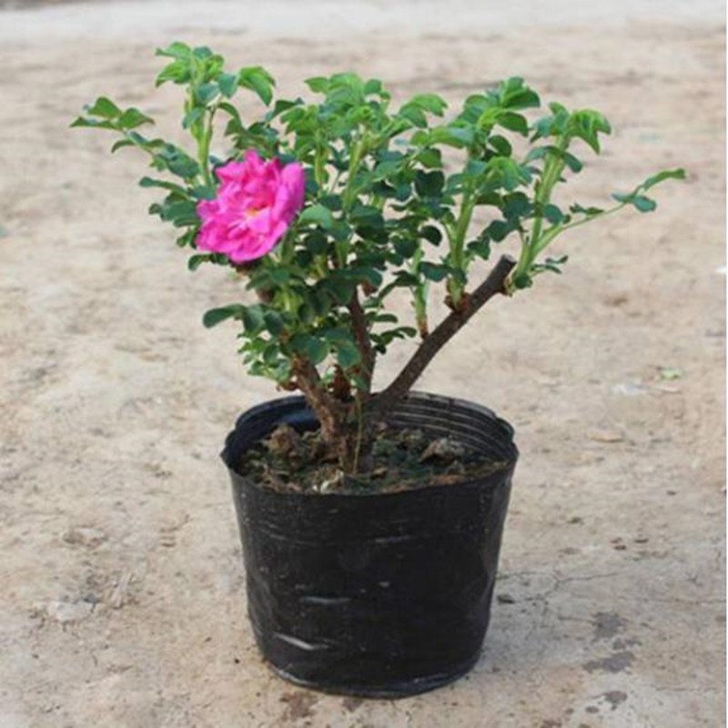 意轩食用玫瑰花苗 大马士革玫瑰苗 可做玫瑰茶 可沐浴 可做玫瑰汤圆 3