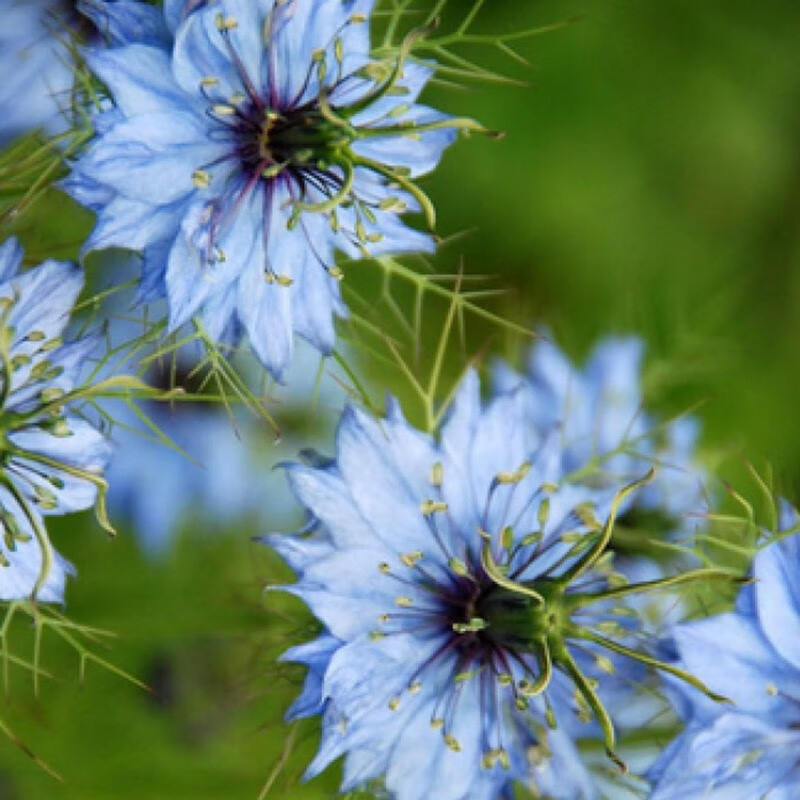 一播大地 黑种草种子混色 香草波斯宝石 黑子草阳台盆栽观花种子 春播