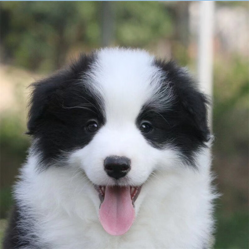 别态萌出售边境牧羊犬纯种幼犬 黑白花色 疫苗齐全 高智商伴侣 七白