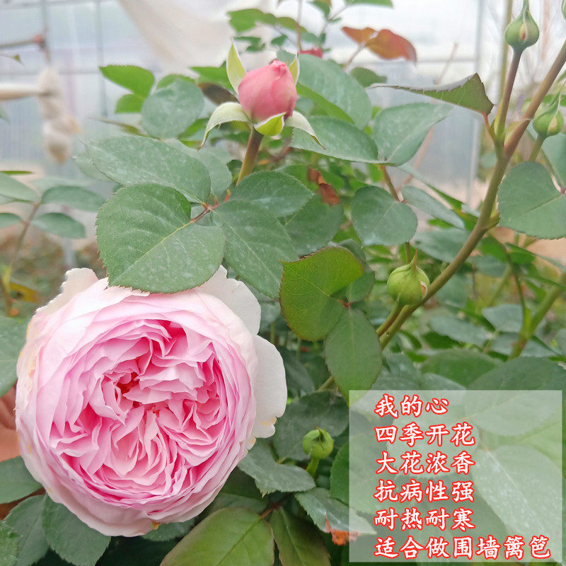 若颖藤本月季特大花浓香庭院爬藤植物花卉盆栽地栽多季节开花 我的心